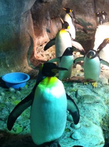 King Penguins at the Pittsburgh Zoo